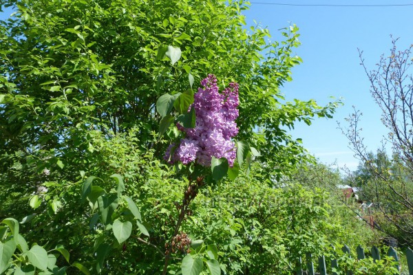 садовое_товарищество_хлеб_и_садко_46.JPG